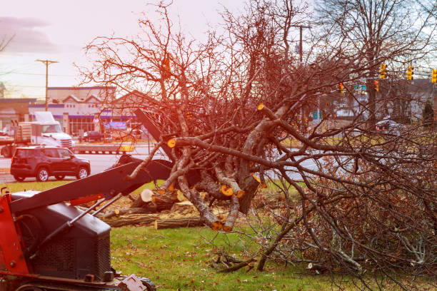  Reno, OH Tree Removal Services Pros