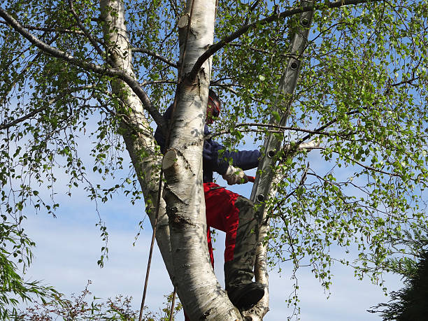 Best Tree Cabling and Bracing  in Reno, OH